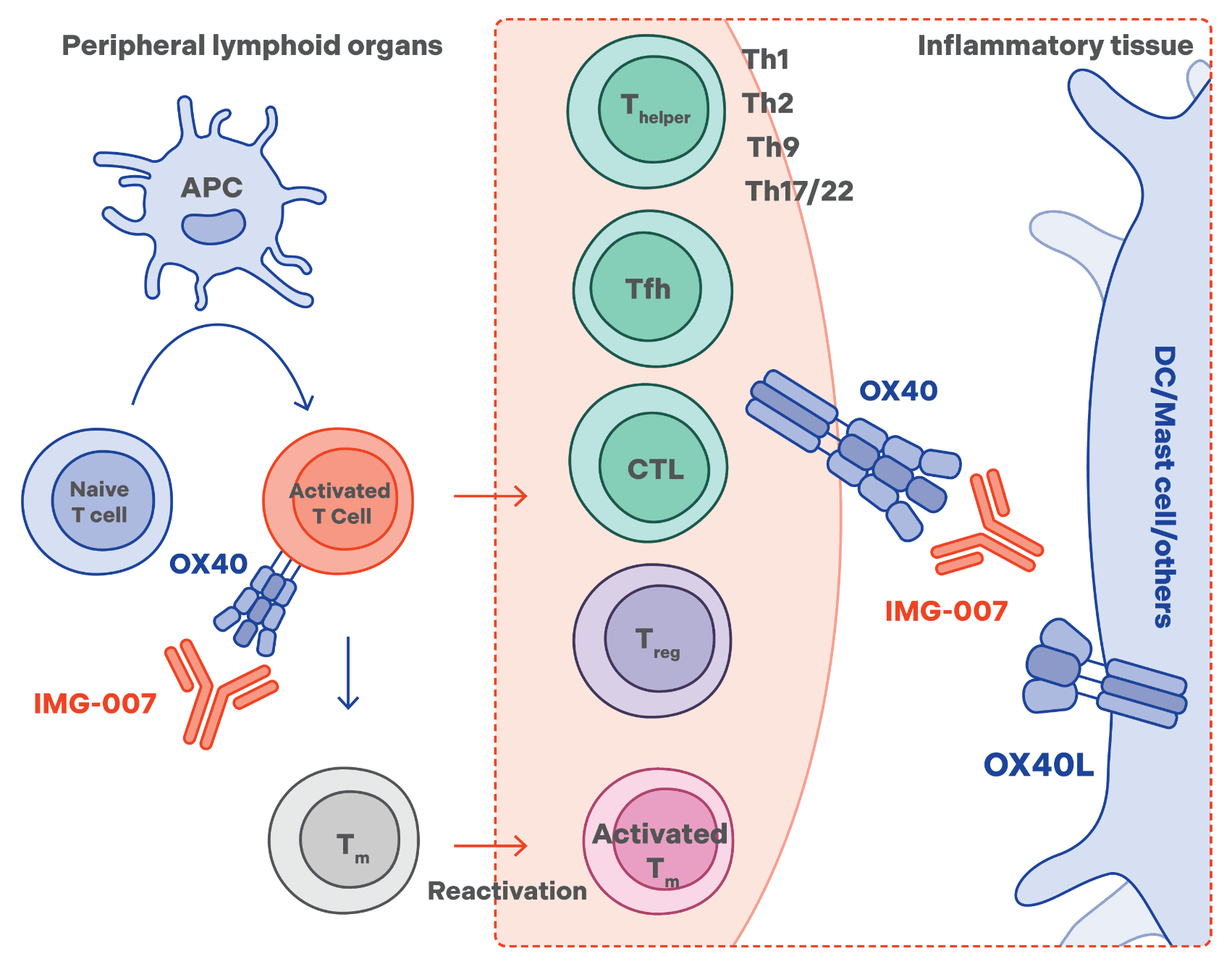 IMG-007 humanized immunoglobulin GIgG1 mAb - MOA